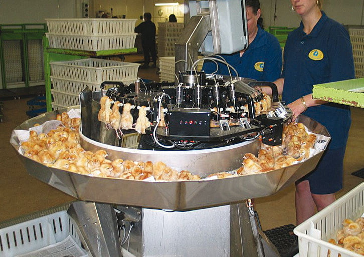 "Beak trimming," according to the United States Department of Agriculture, "is a routine husbandry procedure practiced in the poultry industry to prevent feather pecking and cannibalism." More than 90% of the country's 296 million egg-laying hens live in cages for most of their lives, which range from 80-110 weeks long. United Egg Producers guidelines state that cage floors must be at least 67 square inches per bird, about 8 by 8 inches, a few inches smaller than a standard piece of paper. In these cages, hens are unable to engage in natural behaviors nesting, dustbathing, foraging, flying, wing-flapping, or walking, which the USDA says, "results in stress, which leads to the expression of harmful behaviors."As of January 1, 2012, these cages are banned in Europe.Feather pecking and cannibalism, "can lead to suffering and death" but can be mitigated with beak trimming. Most trimming is done on growing farms, where the chicks grow into egg-laying hens. It is usually performed with a hot blade beak trimming machine before the chicks reach ten days old. This method "is likely to be acutely painful" and cause "pain... of a relatively short duration," according to a 2011 article published in Applied Animal Behaviour Science.However, Gregory says that beak trimming is a "scientifically humane proven method, similar to trimming one's finger nails."A new method using an infrared light is now being used by approximately thirty percent of U.S. egg producers, according to Dr. O'Sullivan, including in Hy-Line's hatcheries. When this infrared treatment is used, "no nerves have infiltrated to the beak tip yet," and therefore this is viewed as a "more humane procedure," O'Sullivan said.