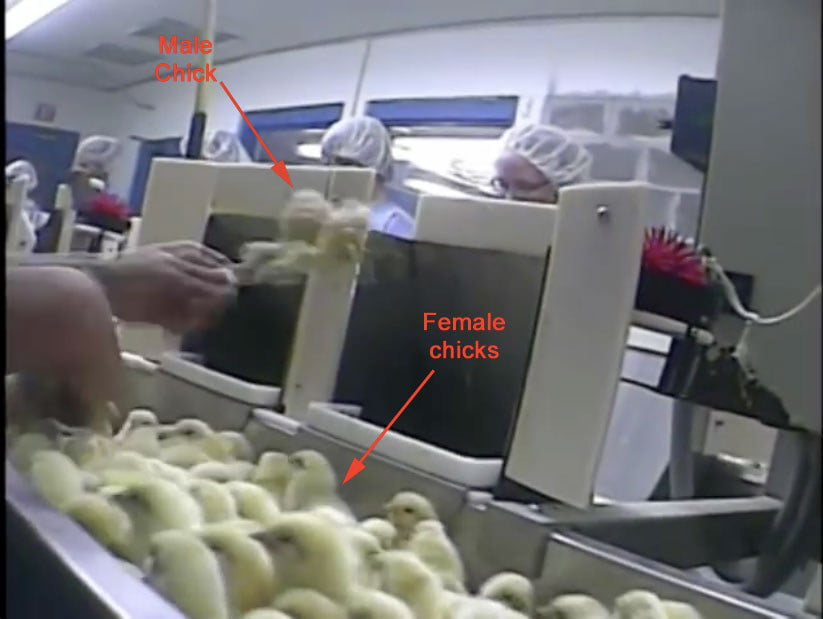 Because male chicks cannot lay eggs and do not become the chickens we eat, they serve no purpose in modern agriculture. They are therefore killed by a process called maceration. According to the American Veterinary Medical Association, "death by maceration in day-old poultry occurs immediately with minimal pain and distress." Approximately 21 — 22 million male chicks are macerated each month in the United States, according to the latest United States Department of Agriculture data.Animal welfare group Farm Forward is currently petitioning Hellman's and Best Foods to find a way to stop maceration, specifically by using technology to sex the eggs before they hatch. Unilever, which owns Hellman's and Best Foods, did not respond to BuzzFeed's inquiries specifically about maceration.Members of the egg industry would be on board with this technology, they say, if it worked. "We’d really like a technique that would allow us to [sex eggs before they hatch]," said Dr. Neil O'Sullivan of Hy-Line. At the moment, though, "the technology hasn’t been developed to be reliable and work properly.""It’s one of those practices that the egg industry in the entire world is challenged with, and one we’re trying to address and work on," Chad Gregory, CEO of United Egg Producers told BuzzFeed.