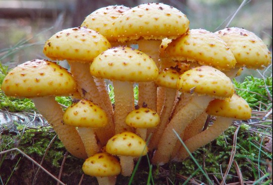 Characteristics of Fungi