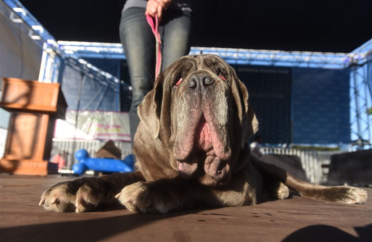 Meet Zsa Zsa, Winner of the World's Ugliest Dog contest Meet Zsa Zsa, Winner of the World's Ugliest Dog contest