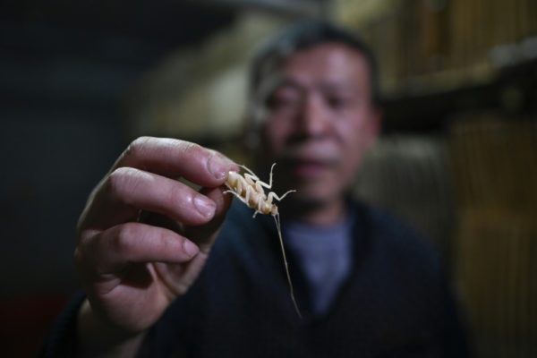 Li Bingcai: This Chinese breeds Cockroaches for Food & Medicine