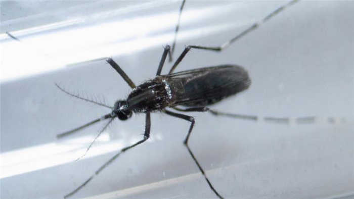 Mosquito, the insect that causes malaria