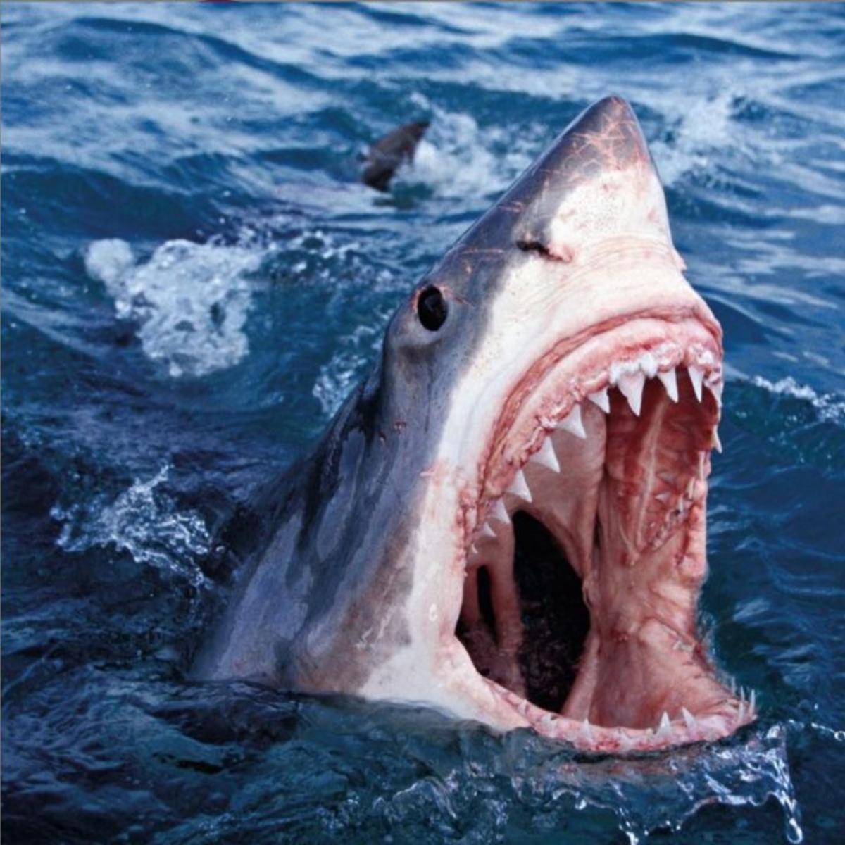 Conway The Machine & The Alchemist Shoot Sideways (ft. Schoolboy Q)