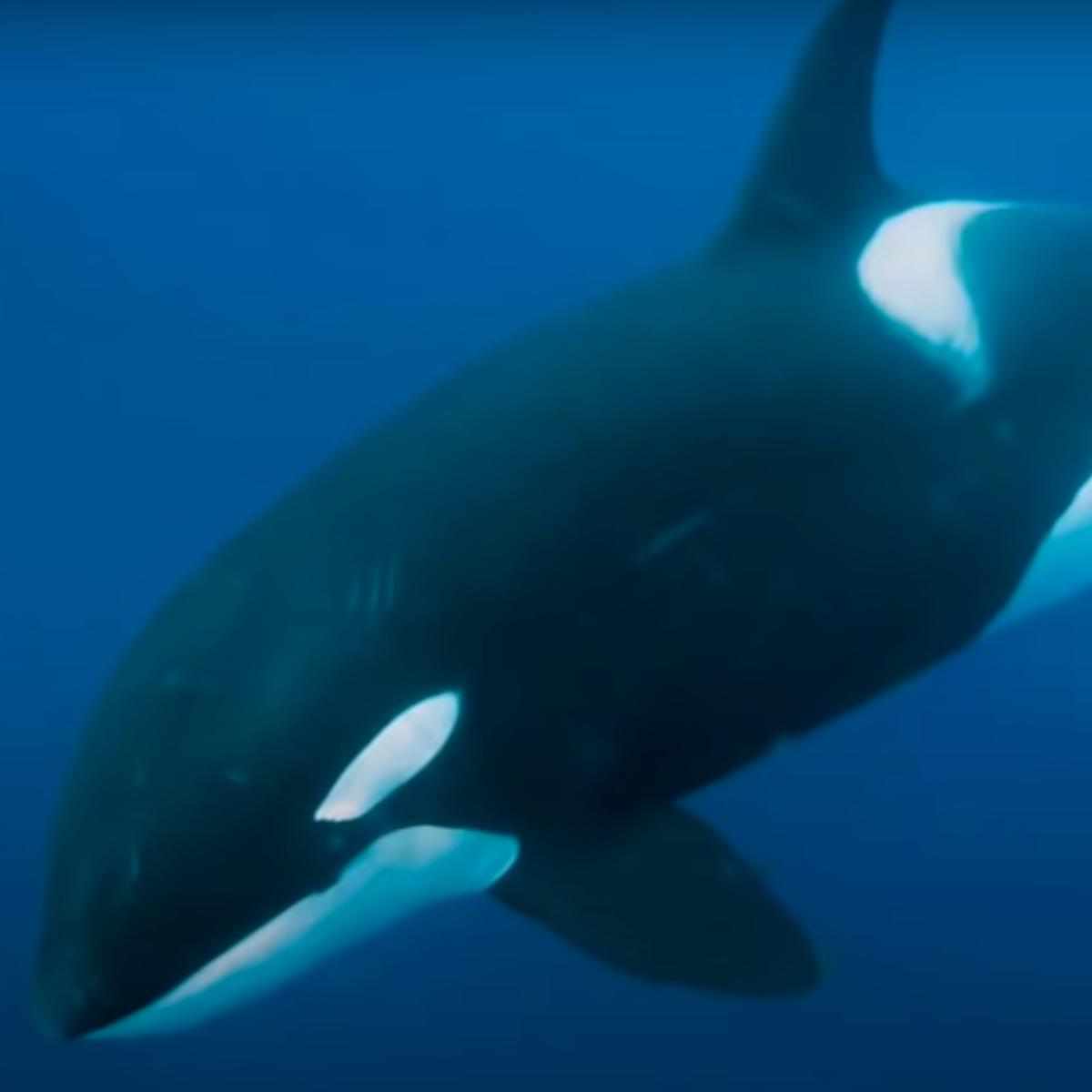 Lupe Fiasco Whale Wit