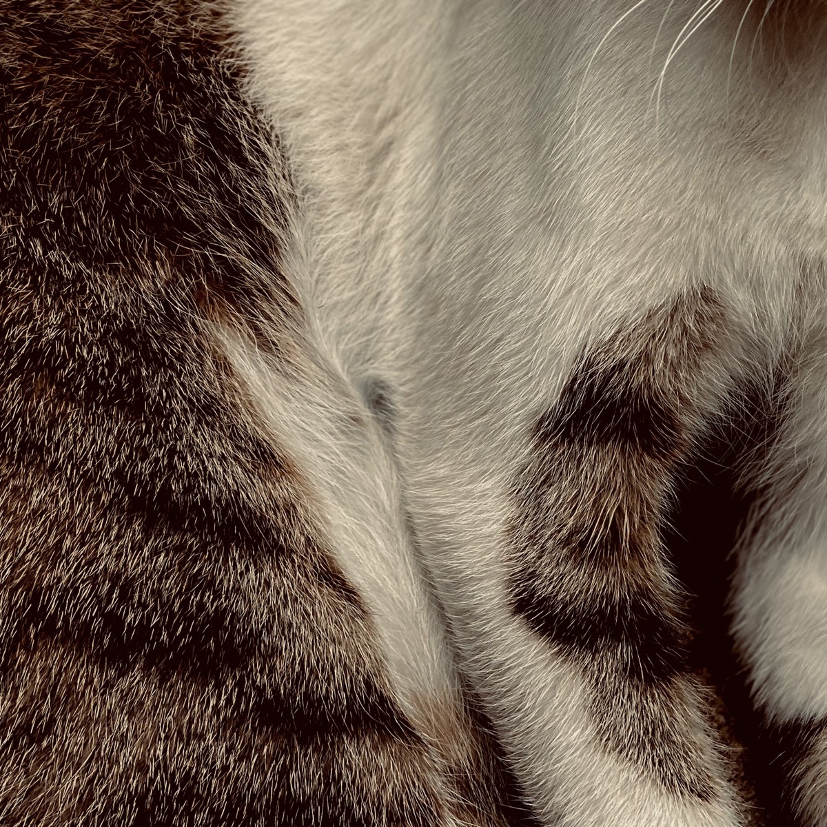 Zubi, Iordan Adrian Low Eyes