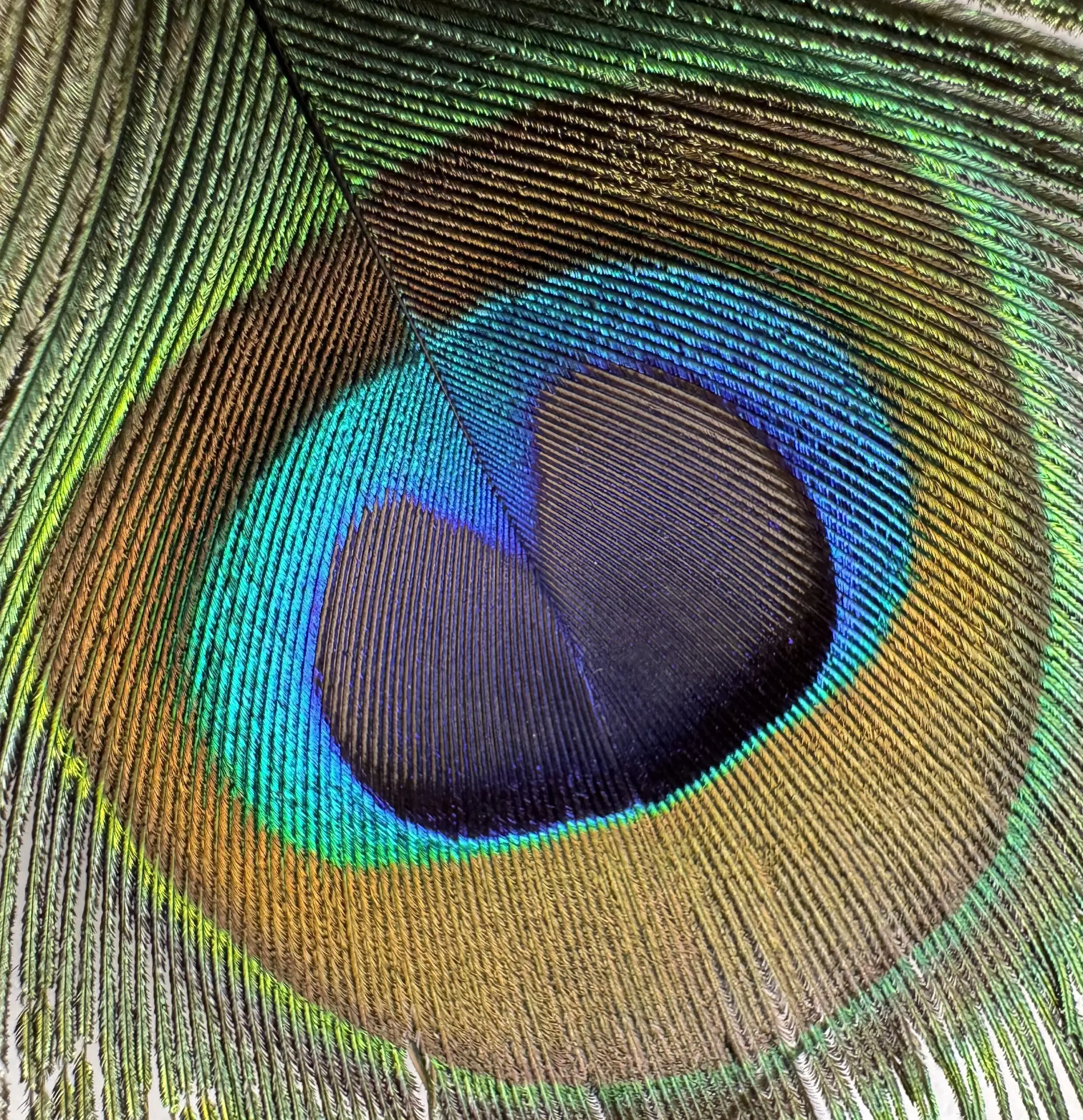 Kan Did Color Of Feeling