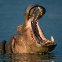 Hippopotamus