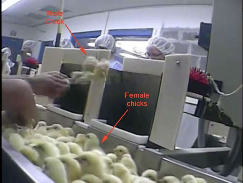 12 Facts About Mayonnaise That May Surprise You » MPmania