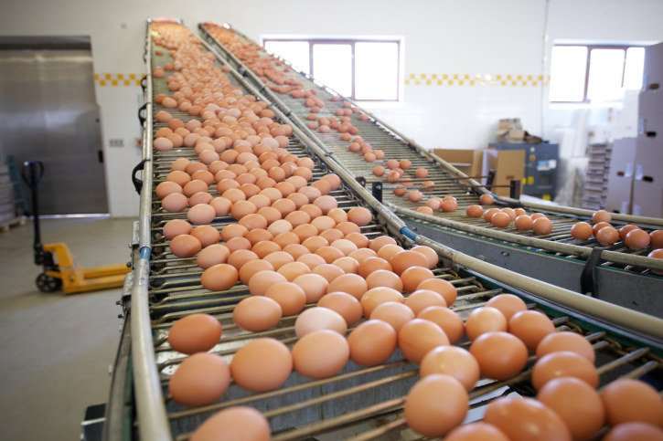 While the majority of eggs produced in the U.S. will be washed, weighed, graded and packed into egg cartons, a third of them will be further processed into products like "liquid eggs," says Serena Schaffner of the American Egg Board. Mayonnaise is made from liquid eggs."For liquid eggs, shell eggs go into machines that break eggs and, if necessary, separate the whites and yolks," Schaffner says. Any eggs sold without their shell must also be pasteurized, or heated, to reduce the risk of food-borne illness. "Most mayonnaise manufacturers," says Schaffner, "use frozen salted egg yolk for their formulations." The gelatinous quality of the frozen yolk along with the salt give it the desired viscosity for use in sauces and dressings.
