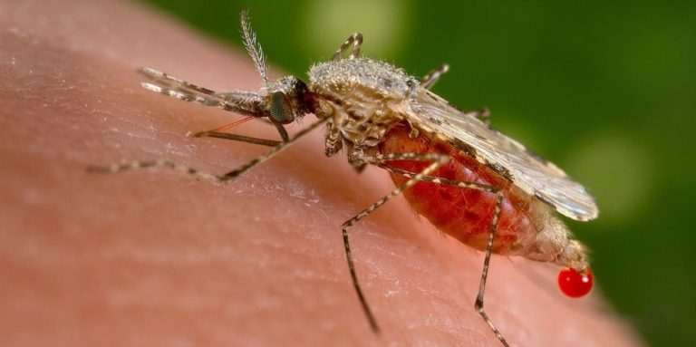A mosquito actively sucking blood (Picture credit www.inverse.com)