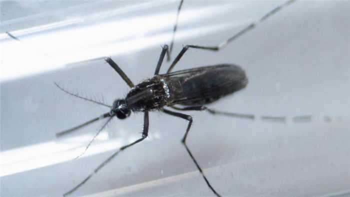 Mosquito, the insect that causes malaria