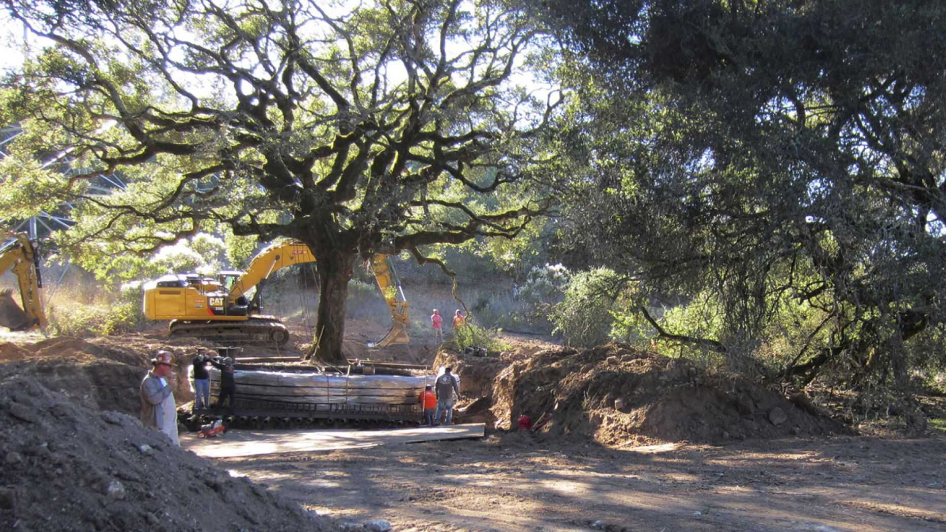 The 180-year-old heritage oak tree being excavated from an easement property in Sonoma, Califonia